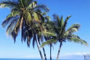 Island Oasis Vacations