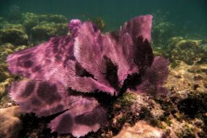 Island Times (Weekly Rental)