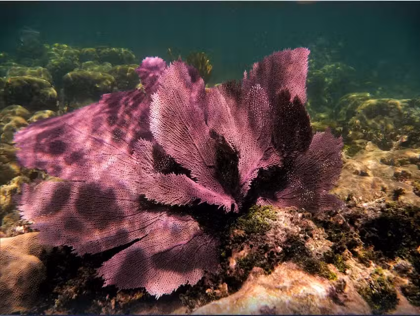 Island Times (Weekly Rental)