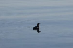 Isle Au Haut Ranger Station