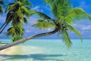 J AND C TOURS AND CRUISES INC.