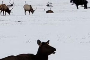 Jackson Hole Central Reservations