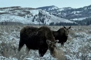 Jackson Hole EcoTour Adventures