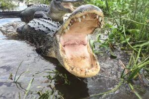 Jean Lafitte Swamp Tour