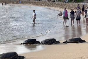 JetSet Adventure Vacations, LLC.