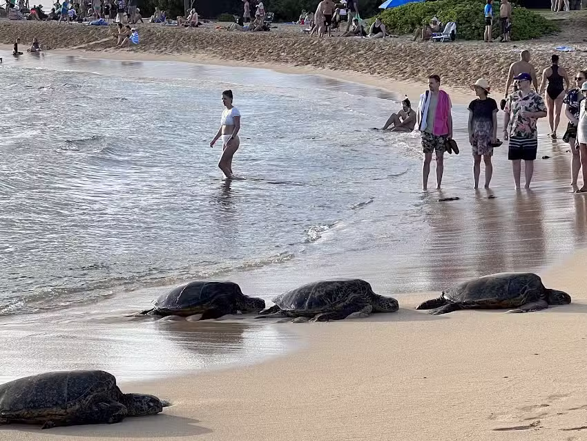 JetSet Adventure Vacations, LLC.