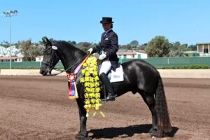 JILL BELTRAN DRESSAGE