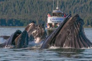 Juneau Tours and Whale Watch