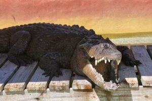 Jungle Erv’s Airboat Tours