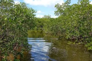 Just Add Water & Sun