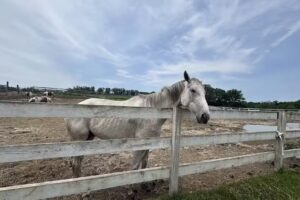 K&K Equestrian Center at Ravine Farm