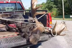 Katahdin Region Wilderness Guide Service