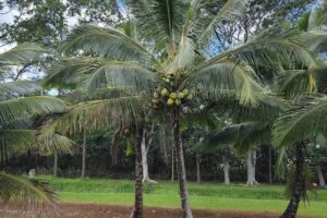 Kauai Plantation Railway
