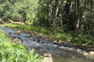 Kauai: Wailua River Kayak & Hiking Tour to Secret Falls
