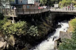 Ketchikan Alaska Wildlife Safari Tour