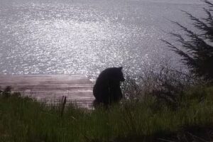 Ketchikan excursions