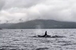 Ketchikan Wildlife Tours