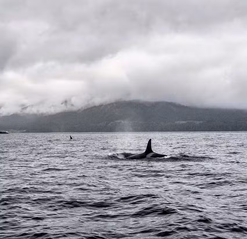 Ketchikan Wildlife Tours