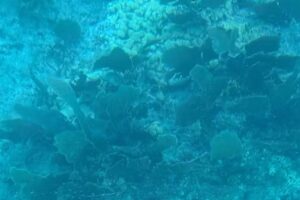 Key Largo Princess Glass Bottom Boat