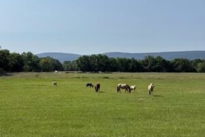 Kiamichi River Trail Rides