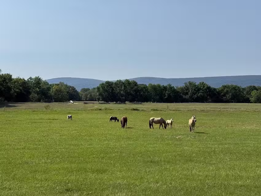 Kiamichi River Trail Rides