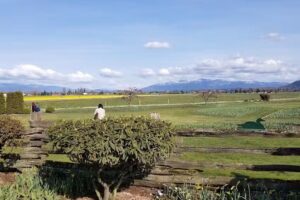 La Conner Chamber of Commerce