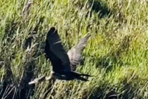 Lacassine National Wildlife Refuge Visitor Information Station