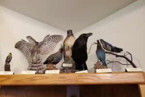 Laguna Mountain Visitor Center