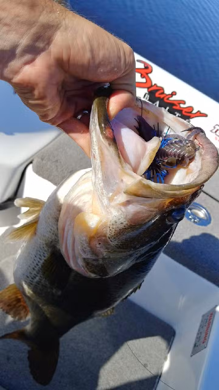 Lake Okeechobee Bass Fishing