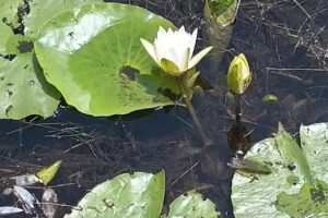 Lake Placid Florida Vacation Rentals