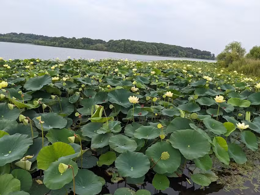 Lakeside Cabin Rental