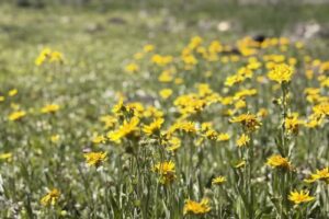 Lakeside Resort | Fish Lake Resorts