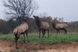 Land Between the Lakes National Recreation Area