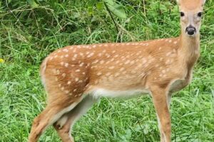 Land of Canaan Vacation Resort