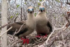 Latin American Escapes