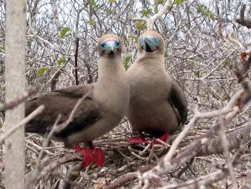 Latin American Escapes