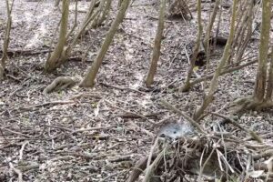 Leakey Springs Cabins