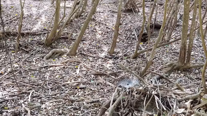 Leakey Springs Cabins
