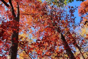 Leonard J Buck Garden Visitor Center