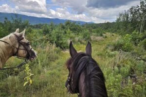 Let’s Ride Horses, LLC Bath County