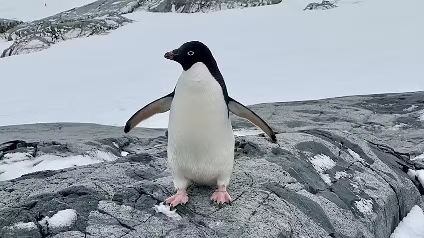 Lindblad Expeditions