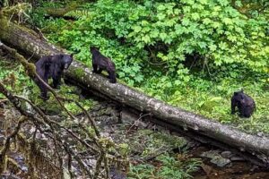 Lindsay Travel Professionals