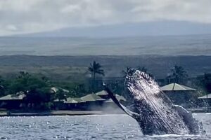 Liquid Hawai‘i Charters