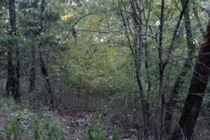 Little Eagle Creek Cabin