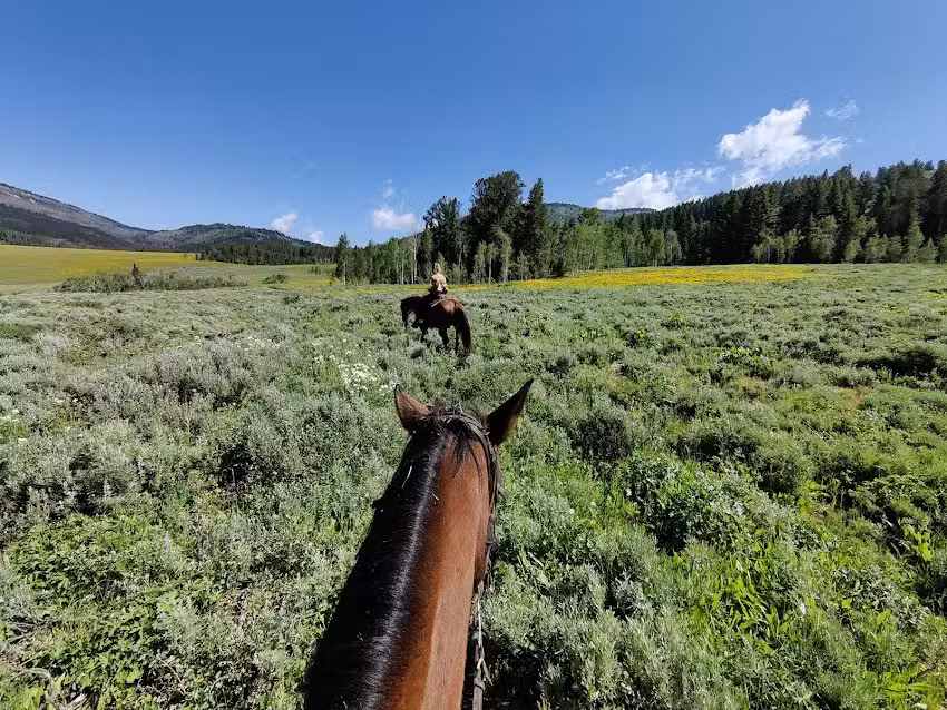 Logan Canyon Horseback Riding
