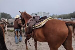 Long Beach Family Horse Rides