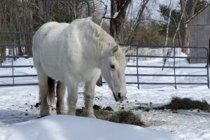 Loon Meadow Farm LLC