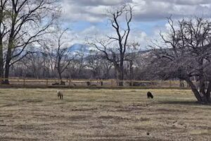 Los Luceros Visitor Center