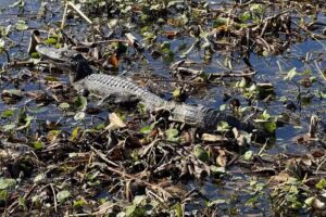 Louisiana Swamp Tours