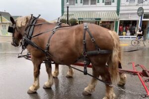 Mackinac Island Carriage Tours